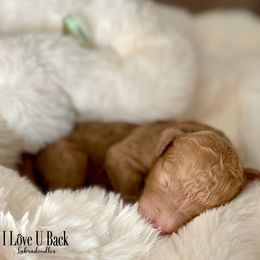 GRACIE - Red female Labradoodle puppy in San Antonio, Texas from I Love U Back Labradoodles, LLC