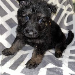Brown boy - Black and tan male German Shepherd puppy in Enid, Oklahoma from Vom Holtzinger German Shepherds