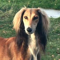 Elsie - Saluki