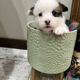 Miniature Australian Shepherd and Pembroke Welsh Corgi Puppies from Fluffy Butt Acres
