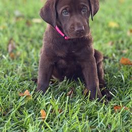 Lily - Chocolate female Labrador Retriever puppy in Tabor City, North Carolina from Strickland’s Southern Kennels
