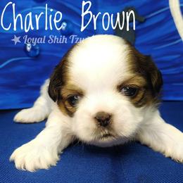 Charlie Brown - Black gold and white male Shih Tzu puppy in Peoria, Arizona from Loyal Shih Tzu