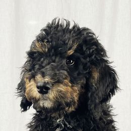 Bernedoodles and Goldendoodles from Kansas City Doodles
