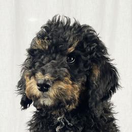 Bernedoodles and Goldendoodles from Kansas City Doodles