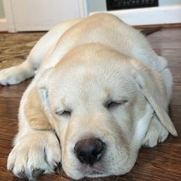 Labrador Retriever Puppies from Willow Ridge Labradors