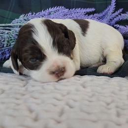 Fergus Parti Sable - Sable and white male Cocker Spaniel puppy in Morristown, Tennessee from Down in the Holler