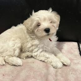 Stevie (red collar) - White male Miniature Schnauzer puppy in Port Orchard, Washington from Silver Bells Miniature Schnauzers