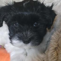 Havanese and Shetland Sheepdogs from Highsights Kennel
