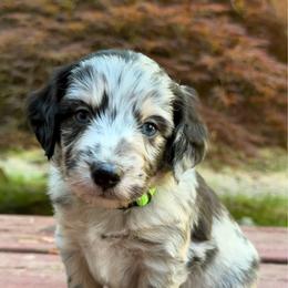 Mojito - Blue merle male Aussiedoodle puppy in Mulino, Oregon from Korbella Farm