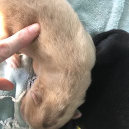 Pomsky Puppies from Eclipse Merle Pomsky’s