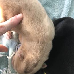 Pomsky Puppies from Eclipse Merle Pomsky’s
