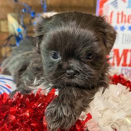 Elijah - Silver and white male Shih Tzu puppy in Desoto, Texas from Willow’s Wonderful Shih Tzu
