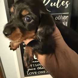 3 - Dapple female Dachshund puppy in South Haven, Kansas from Keen's Dachshunds