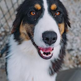 Sariah - Australian Shepherd