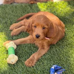 Chanel - Red  female Goldendoodle puppy in Las Vegas, Nevada from Puppies of the West