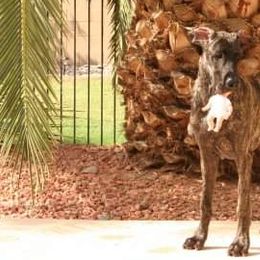 Great Dane Puppies from DaneDreams
