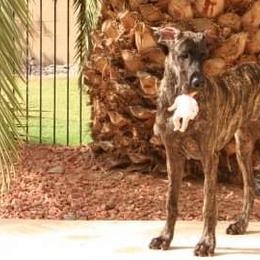 Great Dane Puppies from DaneDreams