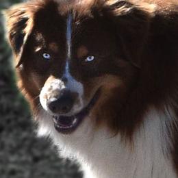 Blade - Australian Shepherd