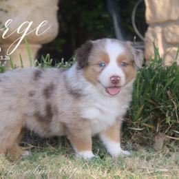 George - Red merle male Miniature Australian Shepherd puppy in Grandfield, Oklahoma from Hunt Farms Australian Shepherds