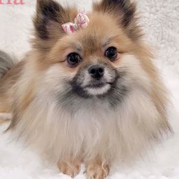 Mia - Pomeranian