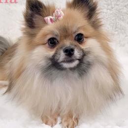 Mia - Pomeranian