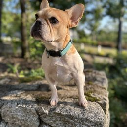 Anabelle - French Bulldog