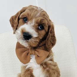 Pascal - Red  Goldendoodle puppy in Holly Pond, Alabama from Sweet Southern Doodles