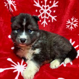 AKC Martha May - Black and white female Siberian Husky puppy in Centreville, Maryland from Huskies By the Bay