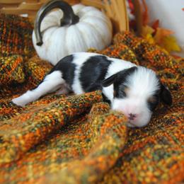 Girl 3 - female Cavalier King Charles Spaniel puppy in Mountain Grove, Missouri from Dogwood & Sassafras Companions