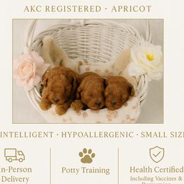 Poodle puppies from Red Toy Poodles