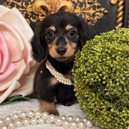 Girl 2 - Black and tan female Dachshund puppy in Collins, Georgia from Liberty Longhair Dachshunds