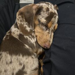 Hazel - Dachshund