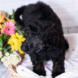 Poodle Puppies from Lenca Kennels