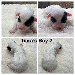 Boy 2 - Black and white male Havanese puppy in Elkins, Arkansas from Havana Knights Havanese
