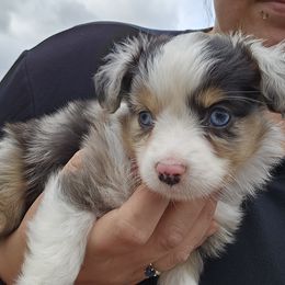 Toy Australian Shepherd Puppies from Badland's Toy Aussies