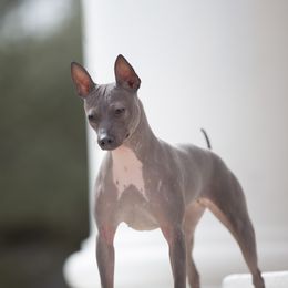 Cicada - American Hairless Terrier