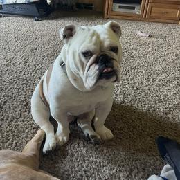 Mr Rosco - Bulldog
