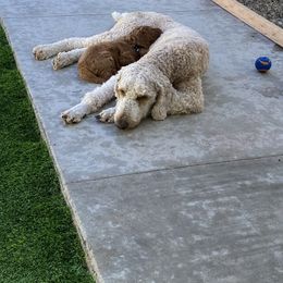 Goldendoodle Puppies from Heavenly Hilltop Farm