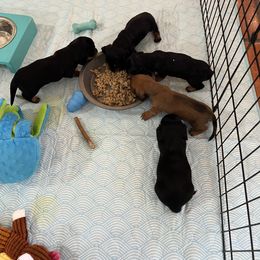 Dachshund Puppies from Eddy’s Mini Doxies