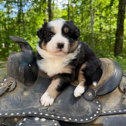 Purse - Black tri-color female Australian Shepherd puppy in Tuftonboro, New Hampshire from Aussies Edge Farm