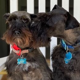 Miniature Schnauzers from Sommett Schnauzer Farms