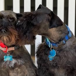 Miniature Schnauzers from Sommett Schnauzer Farms