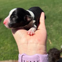 Sierra - Black tri female Miniature Australian Shepherd puppy in Weatherford, Texas from F & T Aussies