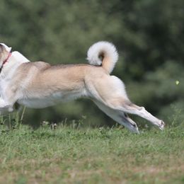 Akita All Grown Up from Firebrand Akitas