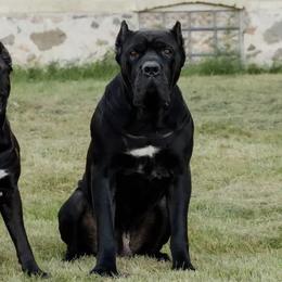 Cane Corso from Cream City Cane Corso