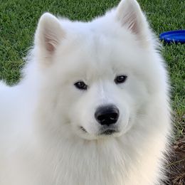 Samoyeds from Amara's Samoyed