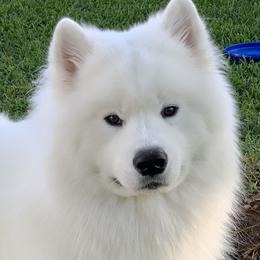 Samoyeds from Amara's Samoyed