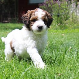 Collie, Goldendoodle, Havapoo, and Labradoodle Puppies from Oregon Valley Pups