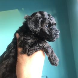 Maltese, Maltipoo, and Poodle Puppies from Healing Pawz LLC