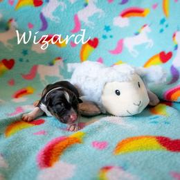 Wizard - Black tri-color male Australian Shepherd puppy in Benton City, Washington from Eventide Australian Shepherds